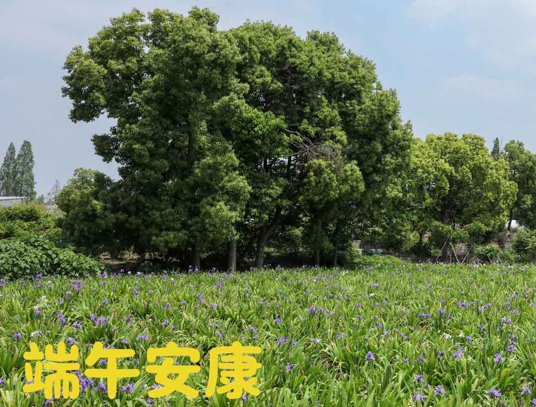 端午|粽夏之時，祝大家安康順意！