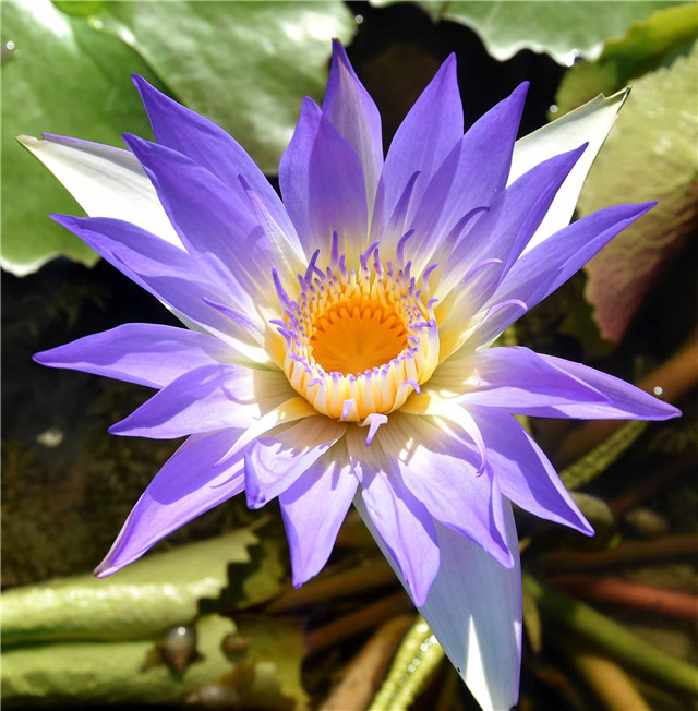 人文 藍(lán)玉.jpg